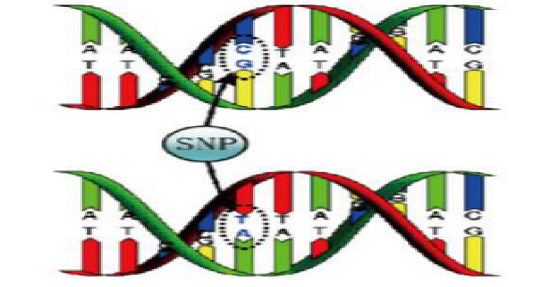 圖片6-SNP檢測(cè).png