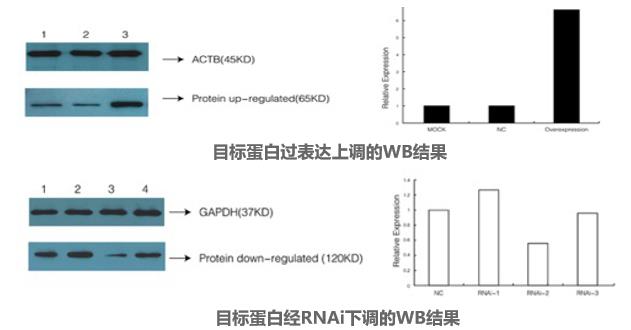 圖片11-Western Blot檢測.jpg