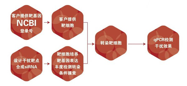 圖片19-siRNA的細(xì)胞轉(zhuǎn)染及篩選.png