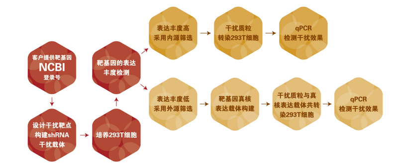 圖片23-shRNA載體構(gòu)建及篩選.png